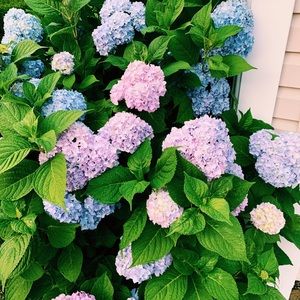 Meet your Posher, Marisa